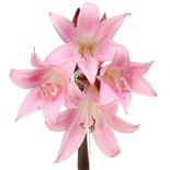 Amaryllis belladonna